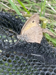 Hyponephele lycaon