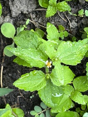 Galinsoga quadriradiata