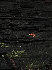 Tubifera ferruginosa