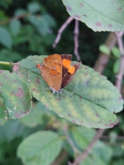 Thecla betulae