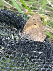 Hyponephele lycaon