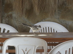 Mimus longicaudatus