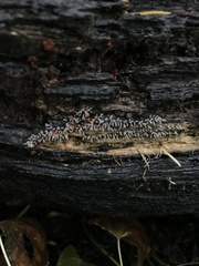 Arcyria cinerea