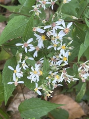 Eurybia divaricata