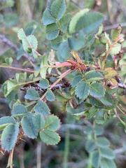 Rosa spinosissima
