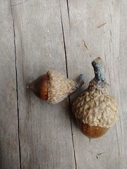 Quercus ellipsoidalis