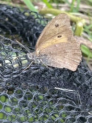 Hyponephele lycaon