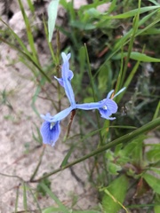 Moraea tripetala