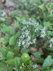 Eurybia divaricata