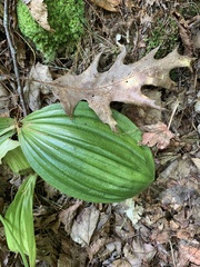 Cypripedium