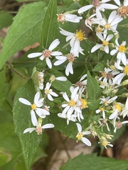 Eurybia divaricata