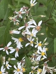 Eurybia divaricata