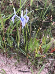 Moraea tripetala
