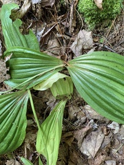 Cypripedium