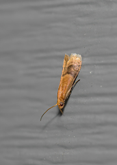 Eulogia ochrifrontella