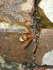 Vespa orientalis