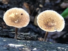 Lentinus crinitus