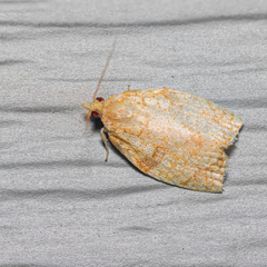 Adoxophyes negundana