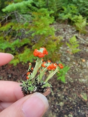 Cladonia cristatella