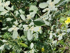 Tidestromia lanuginosa