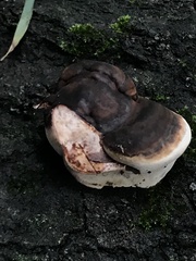 Ganoderma lobatum