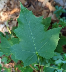 Acer