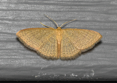 Pleuroprucha insulsaria