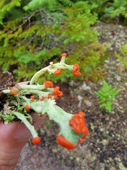 Cladonia cristatella