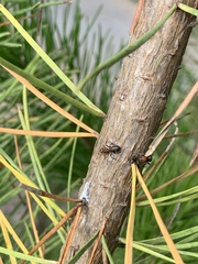 Formica integra