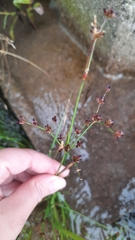 Juncus articulatus