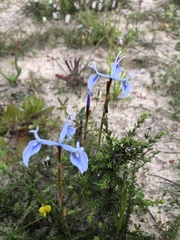 Moraea tripetala