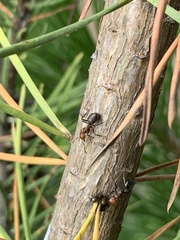Formica integra