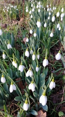 Galanthus elwesii