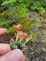 Cladonia cristatella