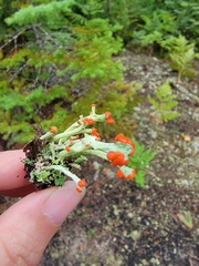 Cladonia cristatella