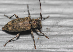 Astyleiopus variegatus