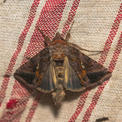 Autographa precationis