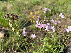 Nemesia denticulata