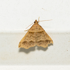 Phalaenophana pyramusalis