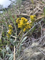 Solidago velutina