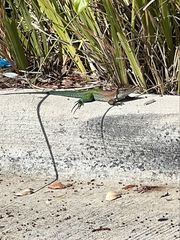 Ameiva ameiva