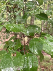 Viburnum prunifolium