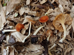 Crepidotus thermophilus