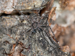 Philodromus margaritatus