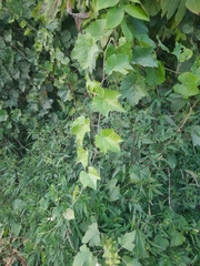 Vitis vinifera