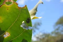 Danaus plexippus portoricensis