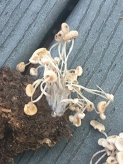 Marasmius