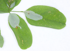Macrosaccus robiniella