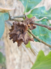 Callirhytis seminator