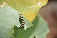 Danaus plexippus portoricensis